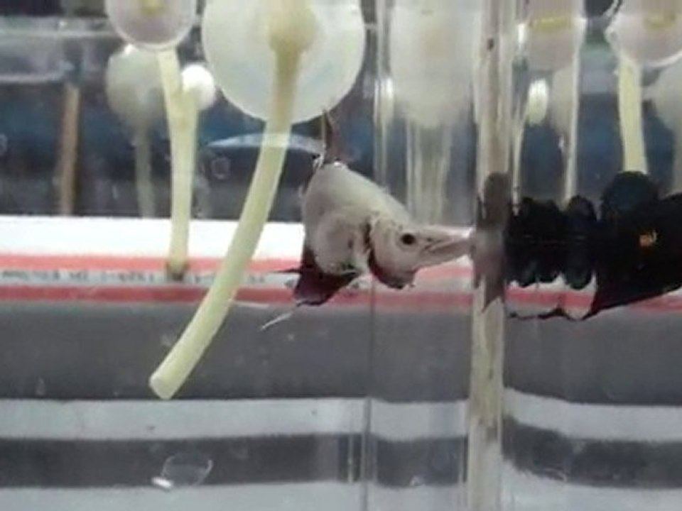 20101031221300