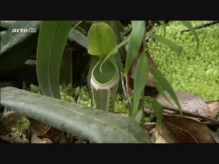 La Force Cachée Des Plantes - Comme Des Bêtes 2sur3