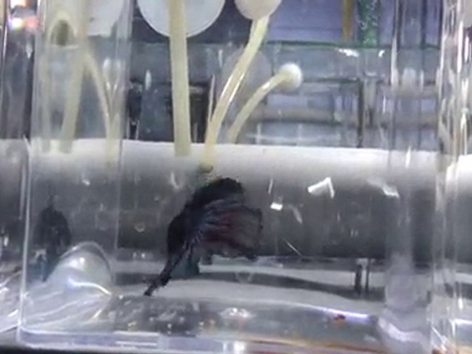 20101031220857
