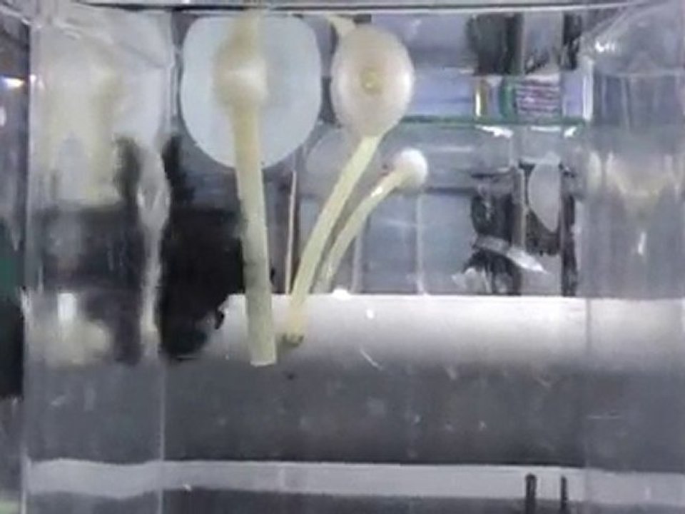 20101031220813