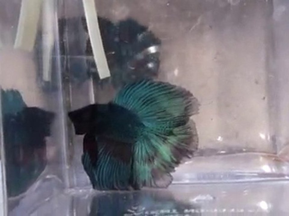 20101031220729