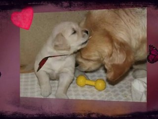 Chiots de Vickie et de Enzo