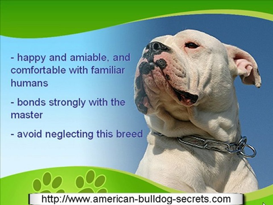 American Bulldog Fun Facts