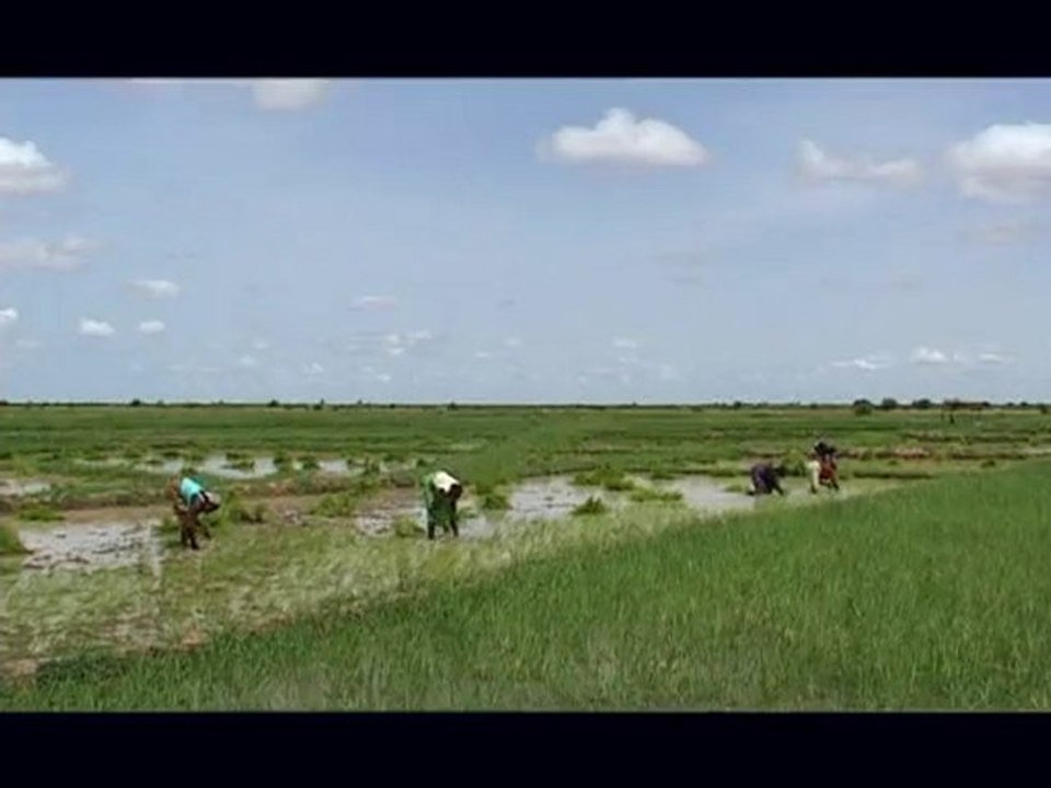 Du riz et des hommes