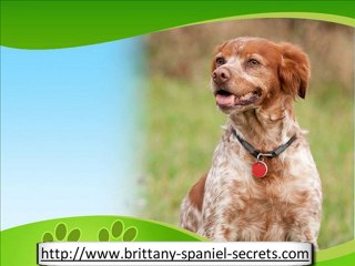 Brittany Spaniel History