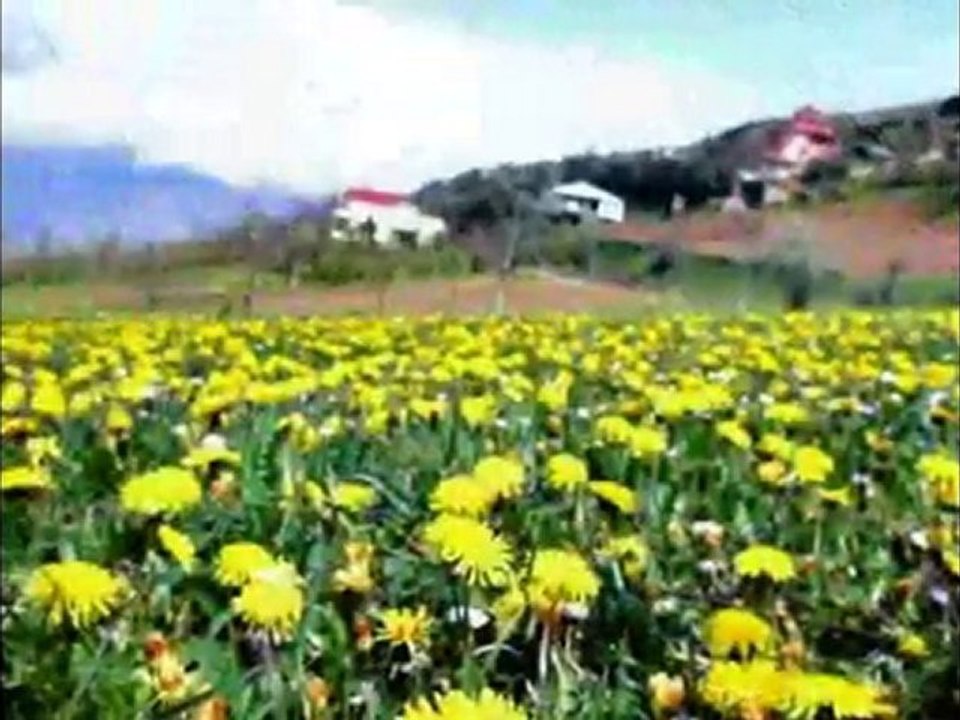 Trabzon Maçka Yukarıköy Köyü www.yukarikoy.com