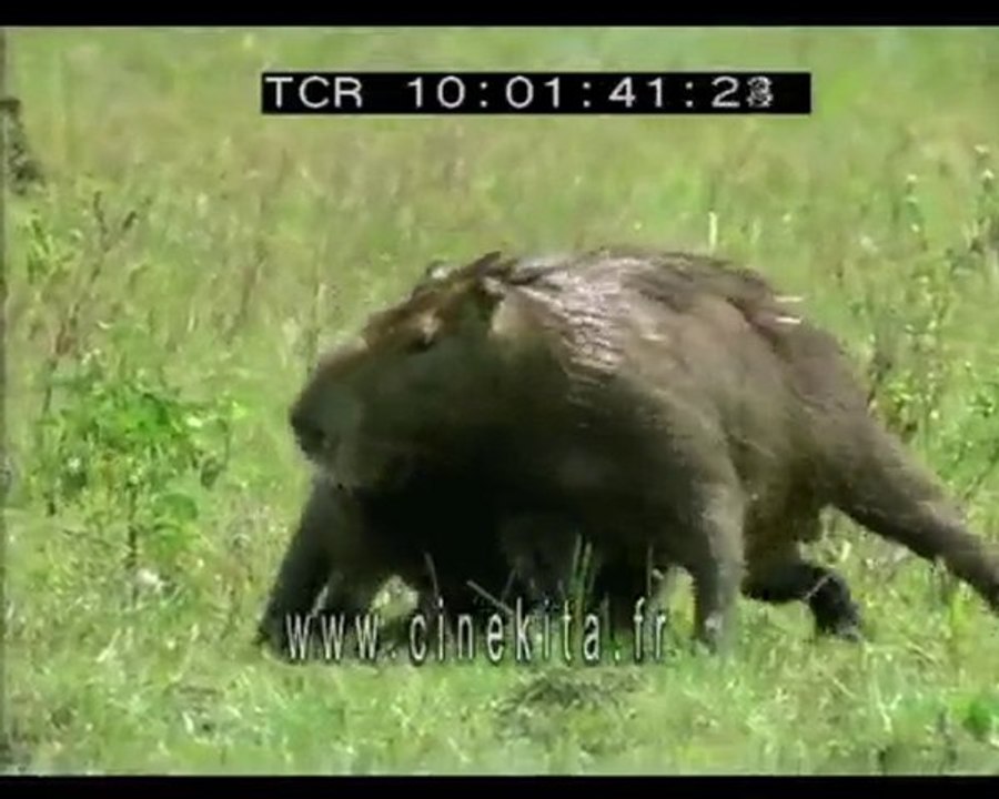 Combattre pour se nourrir- CINEKITA WEB