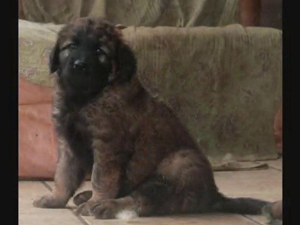 Figaro dit Farouk, bébé leonberg