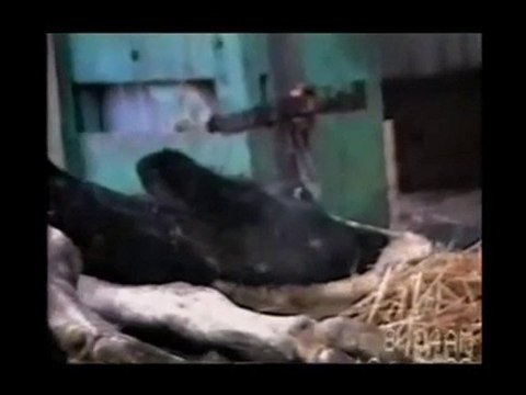 Earthlings ( Terriens ) version française partie 2