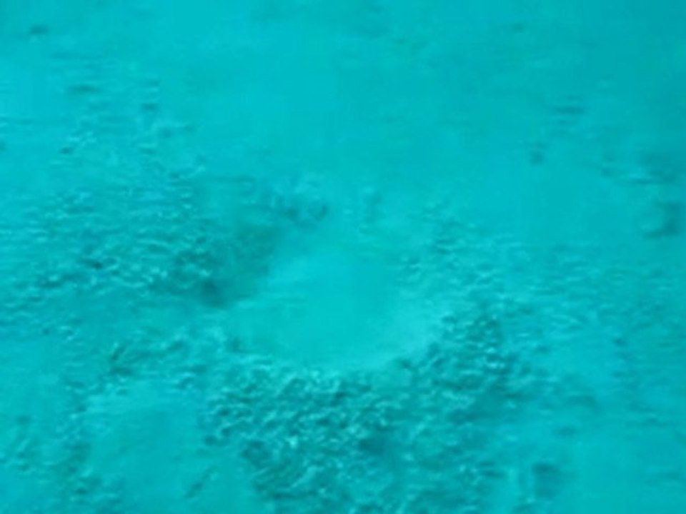 Amazing Sea Creature!!