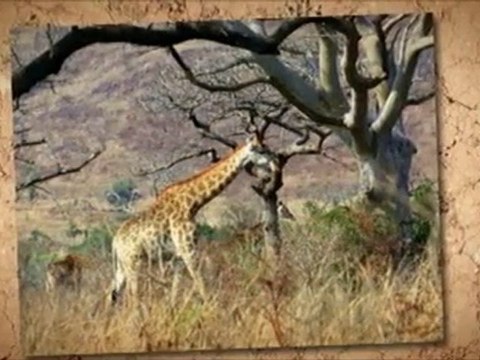 African Safari Holidays