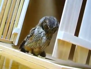 Owl practices catching prey