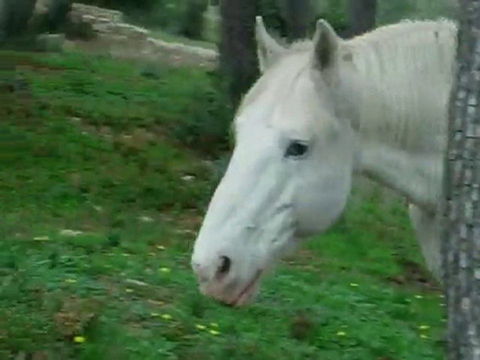 cheval qui marche