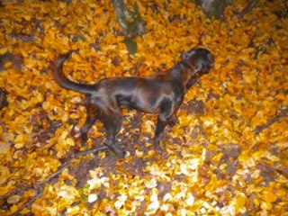 Pinso le grand-grand final !!!!!!!!!!!!!!!