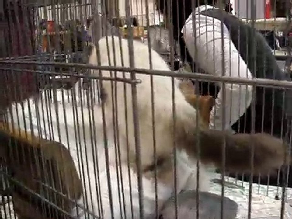 MOV06209MAMIOTTE EXPO DE ST ETIENNE