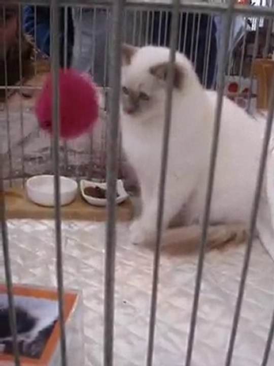 MOV06171.MPG  FIDGIE A L'EXPO MONDIALE DE ST ETIENNE