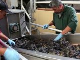 Sorting Table: ensuring the highest quality grapes