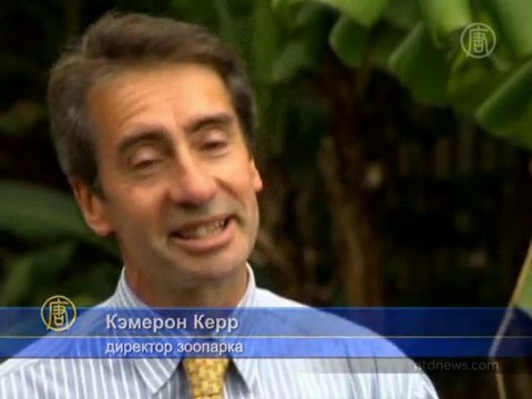 Слоненок впервые вышел на публику