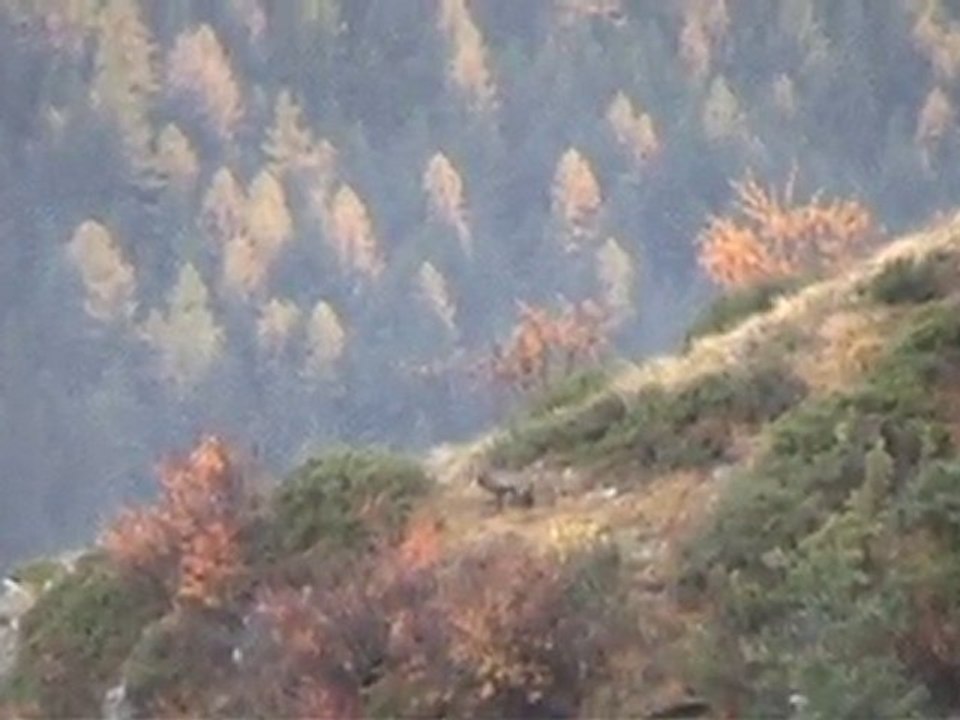 Chasse aux chamois 2010