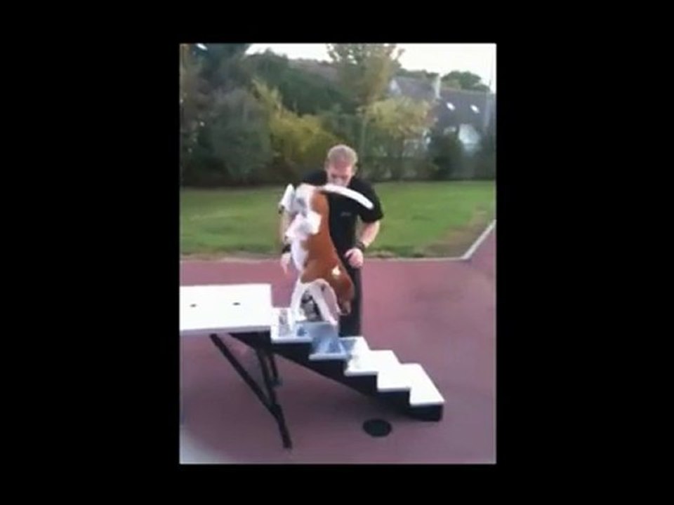 Come scende le scale il cane acrobata