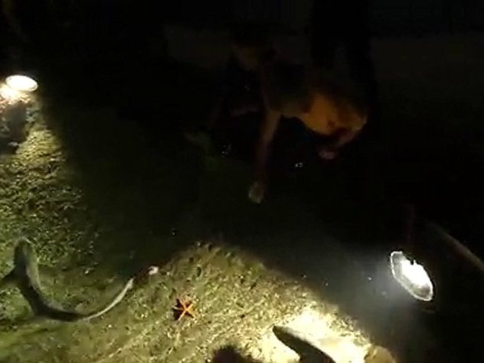 Même pas peur ... des requins !