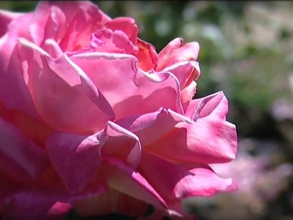 La rose éclat de Haute-Bretagne - Les escapades de Philippe