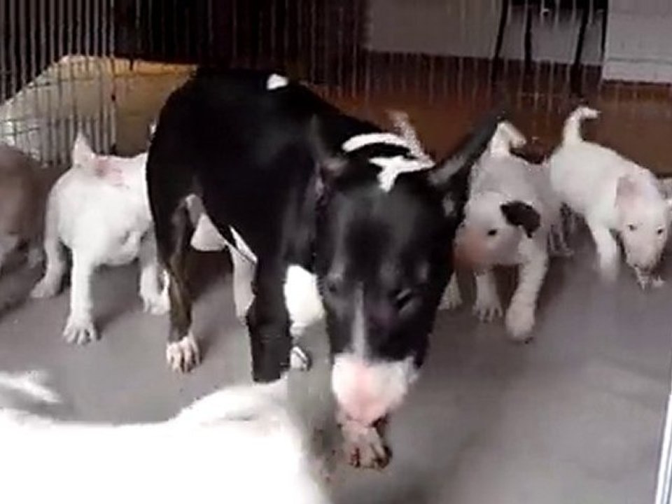 Nana &pups