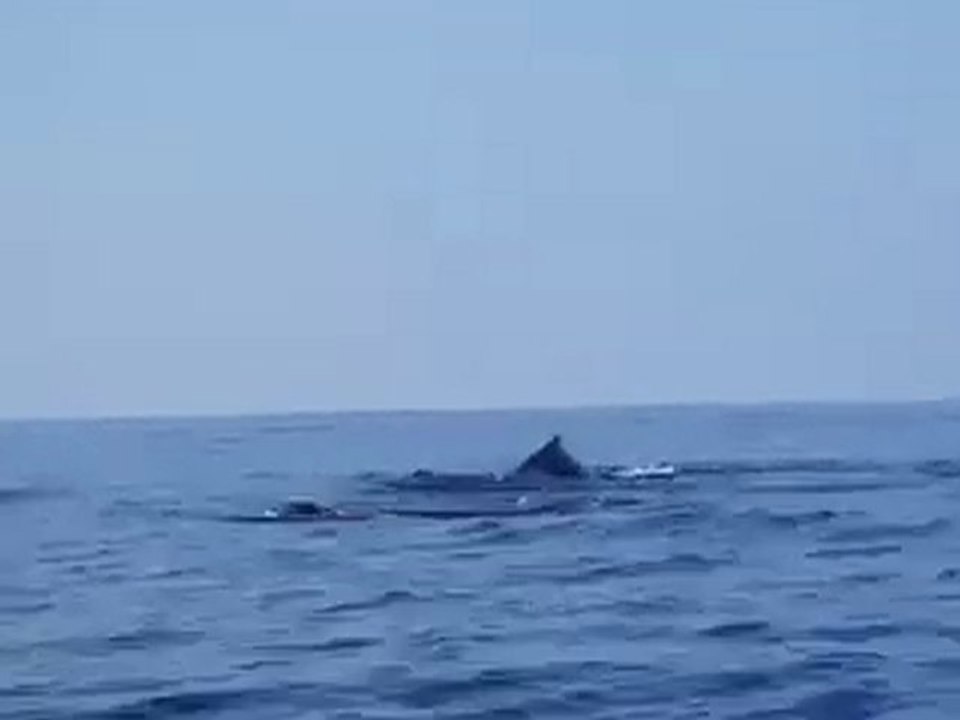 3 Cachalots au large de la Crète