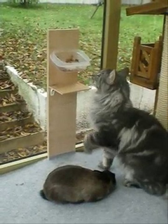 Lapin nain qui veut manger les croquettes du chat