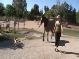 Cane porta al guinzaglio un cavallo