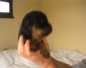 chiot duna Octobre 2010 - 5.11.2010