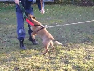 FALCON DU DOMAINE DE KILORFF chiot de BEHA x BALTIK 05/11/10