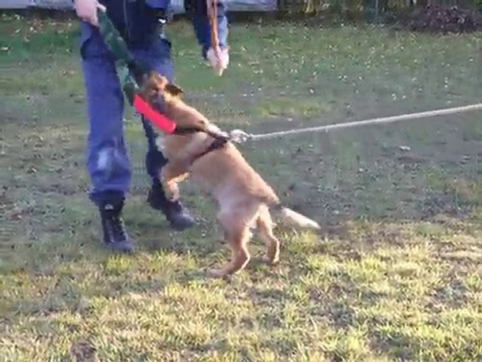 FALCON DU DOMAINE DE KILORFF chiot de BEHA x BALTIK 05/11/10