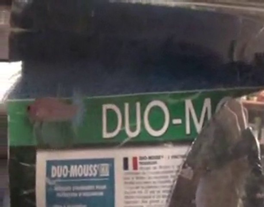 Betta splendens Orange  X PK bleu acier     7/11/2010