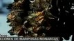 Millones de mariposas monarcas pintan cielo michoacano