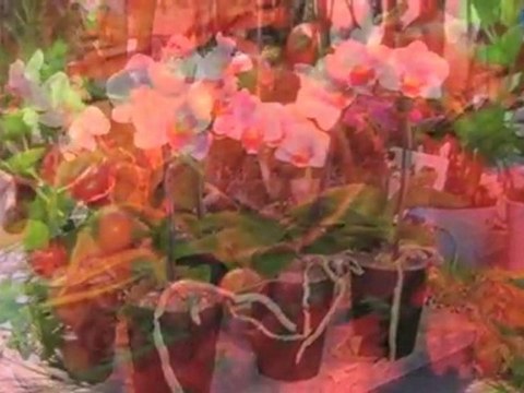 Blommor Dalarnas Län Falun Blomster Riket, Blommor - ...