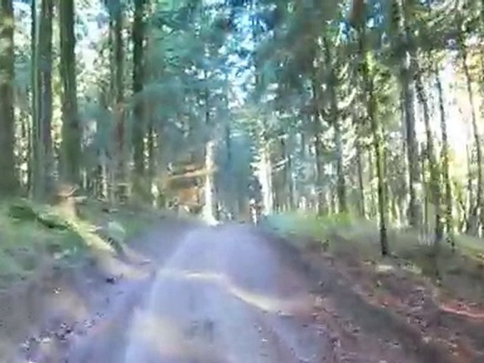 petit tour dans une foret de pin (du morvan)