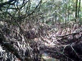 mangrove salines
