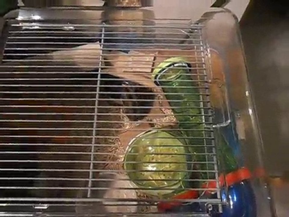 Hamster fou