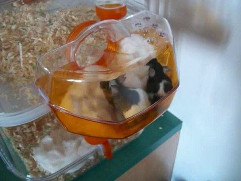 Mes petites souris maya et chipie !