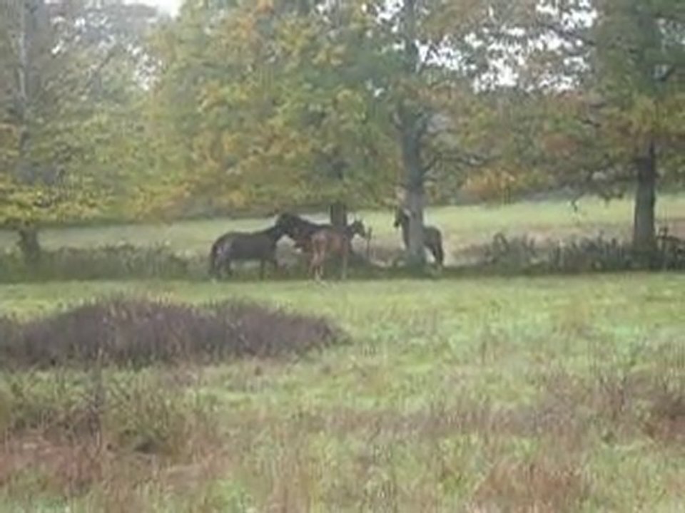 Virtuose au galop