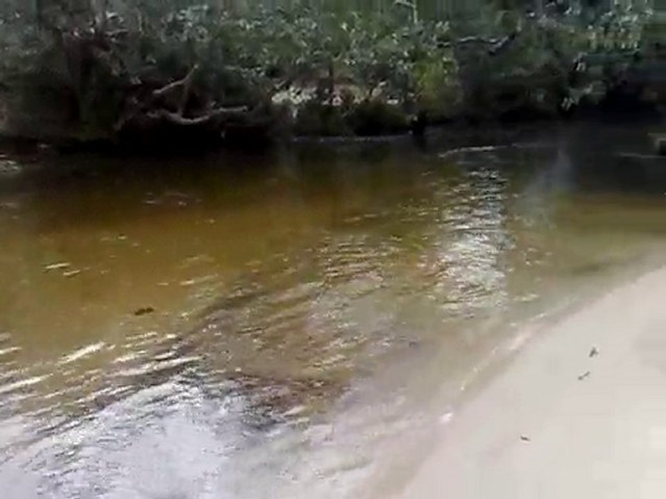 Caribe Matogrossense