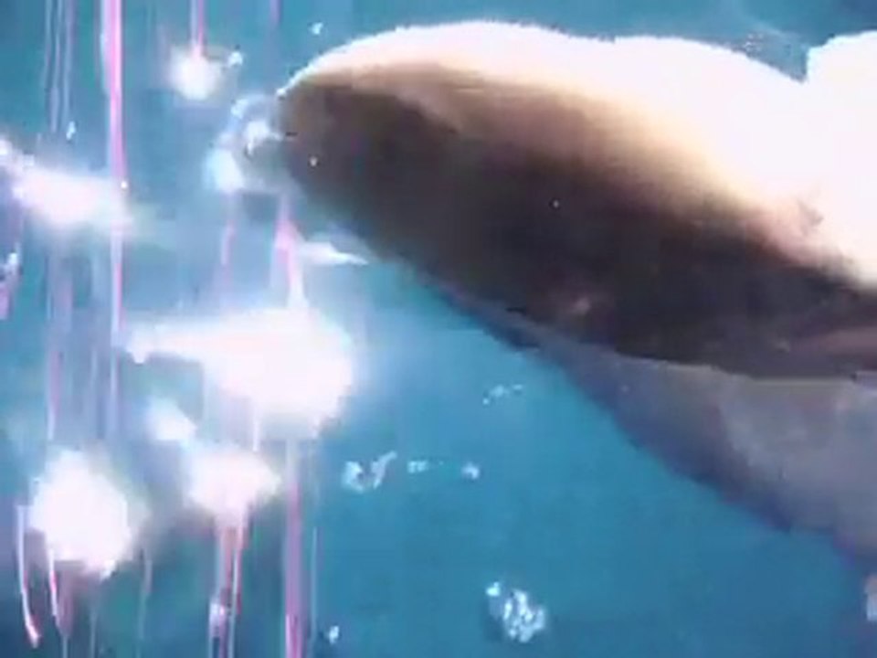 BEAU DEPART POUR REQUIN