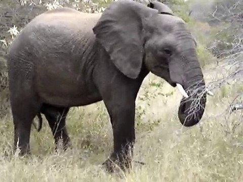 Close Up n Personal with Elephants at Kruger by Ray Dinning
