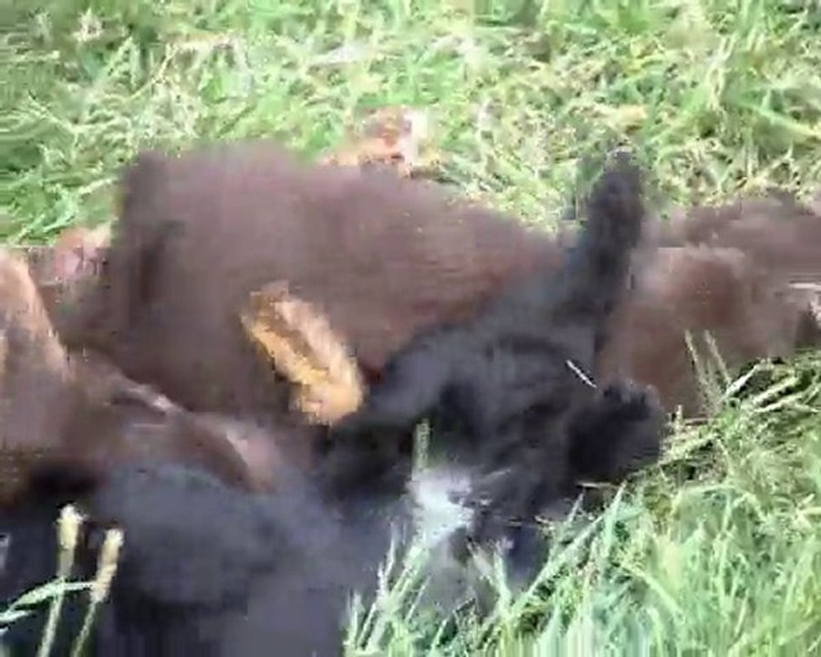 Petits Lutins de Barry & Cybelle