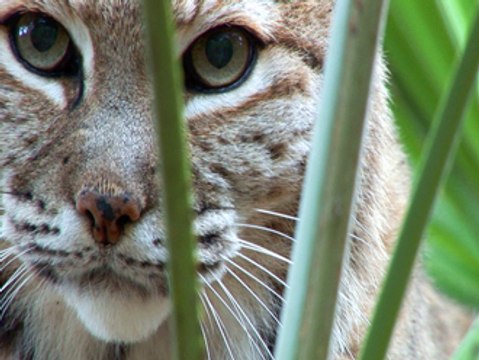 BOBCATS of Big Cat Rescue