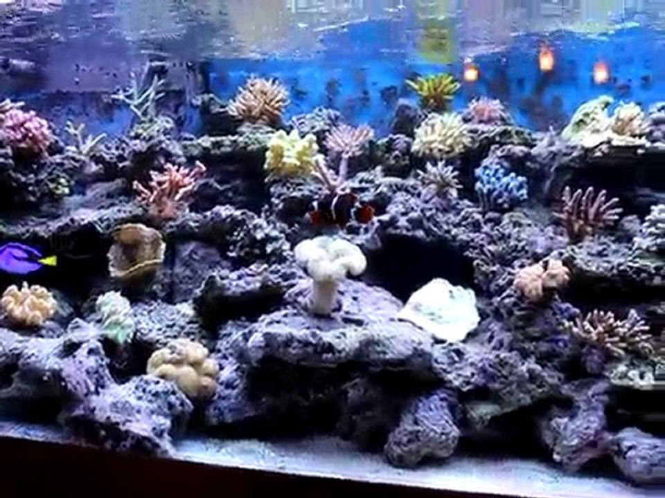 AQUARIUM ROBERT 06112010