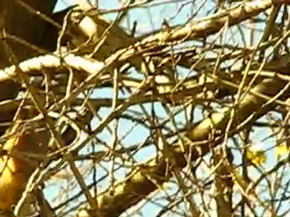 Balcılarda Sincap Versiyon II