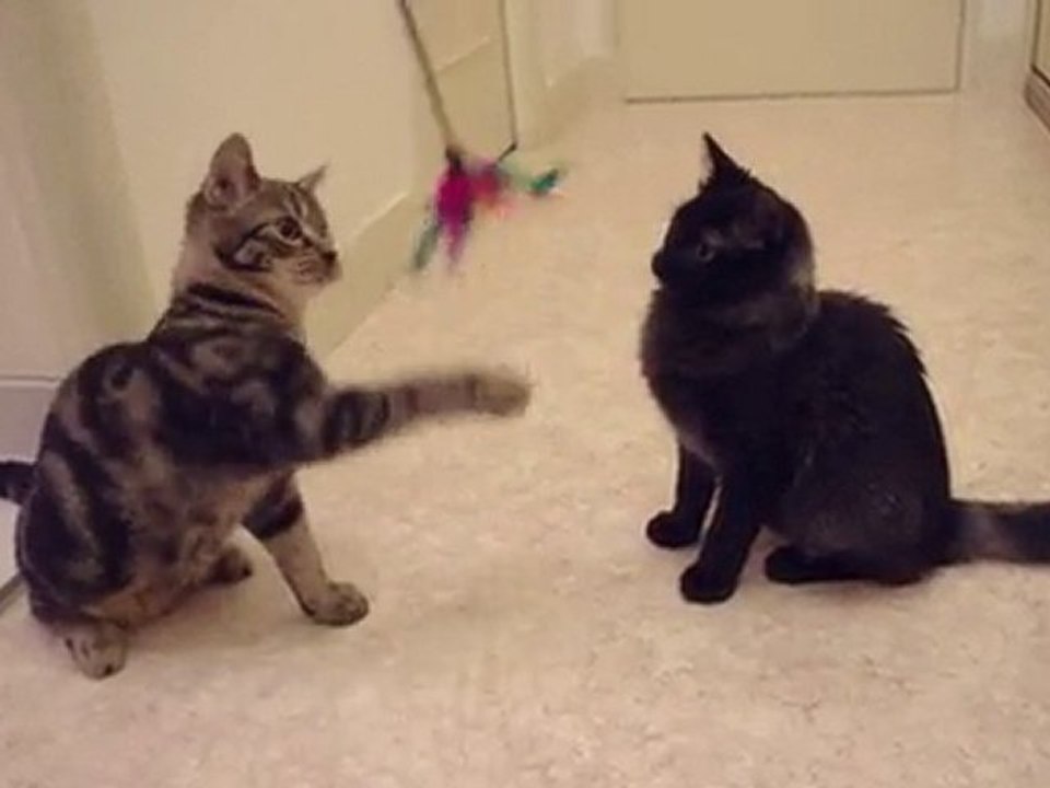 2010-11-04 Chatons plumeau