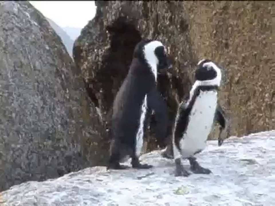 Pingouins amoureux à Boulders Beach en Afrique du Sud